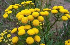 Enem din Tansy