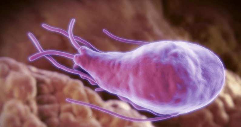Alveococus și Echinococcus