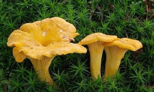 chanterelles împotriva paraziților din corpul uman